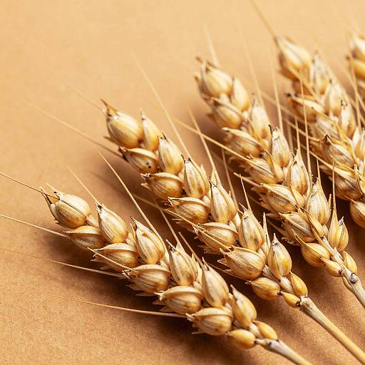 Close-Up of Ripe Golden Wheat