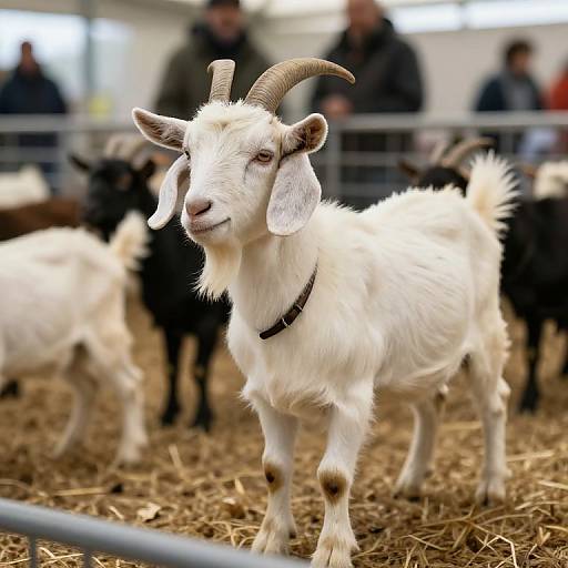 Anglo-Nubian Lop-Eared Goats at Fair