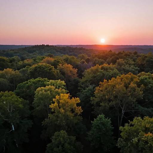 Aerial photograph of a dense forest at sunset, showcasing vibrant green and yellow foliage with a pink and orange sky. Sun sets on the horizon, casting
