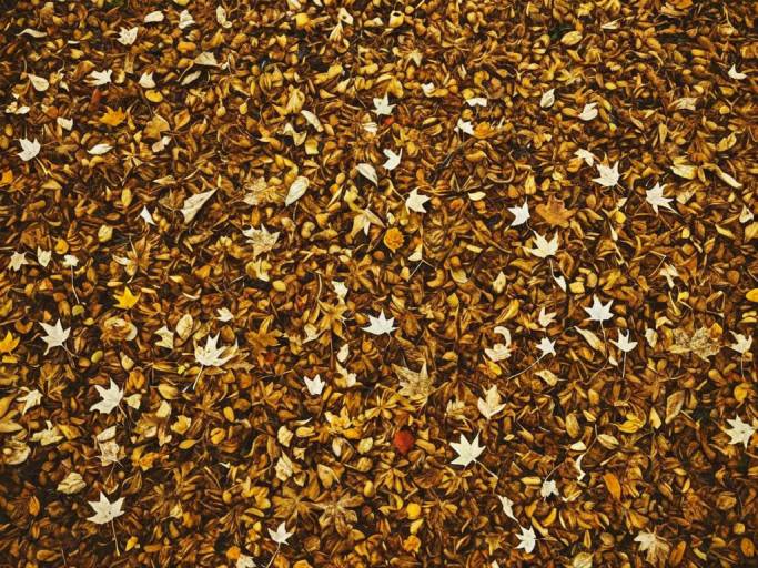 Beautiful Autumn Leaf Collage Design