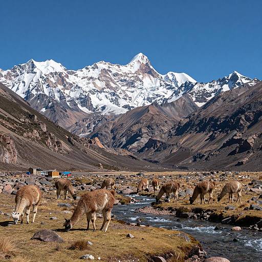 Andean Valley with Grazing Llamas