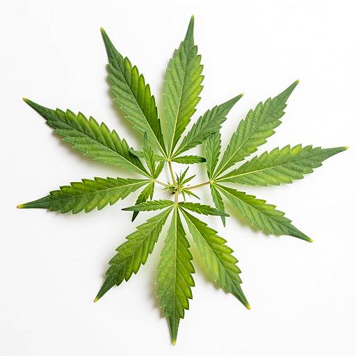 Close-Up Fresh Green Cannabis Leaf