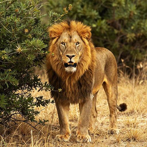 Photograph of a majestic male lion with a full, golden mane standing in dry grass, partially hidden by a green bush.