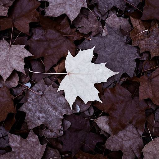 Photograph of a white maple leaf centered among dark, textured brown and black autumn leaves, creating a striking contrast.