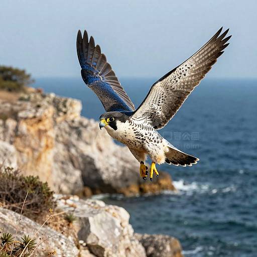 Peregrine Falcon Diving Over Ocean Inlet