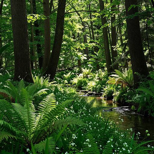 Sunlit Forest with Vibrant Undergrowth
