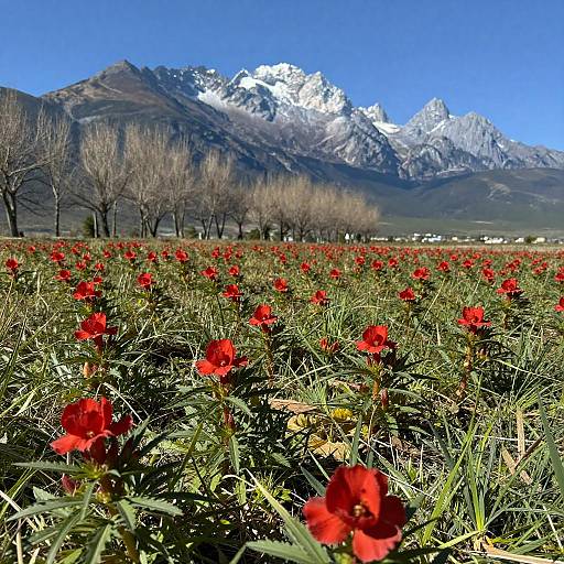 Vibrant Red Flower Landscape