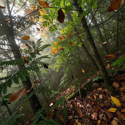 Photograph of a sunlit forest with green and yellow leaves falling, brown leaves on the ground, misty background, and tall trees.