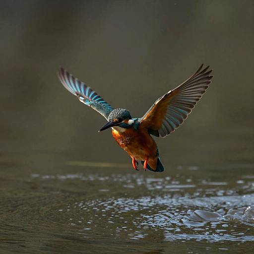 Solo Kingfisher Mid-Flight