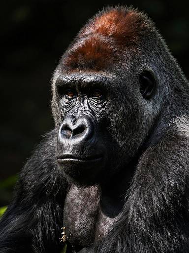 Detailed Close-Up Western Lowland Gorilla Portrait
