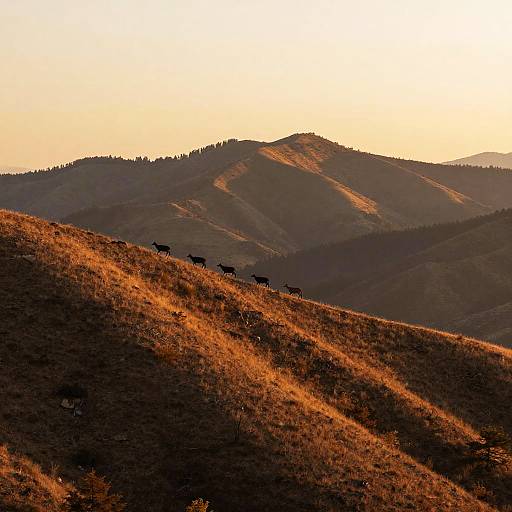 Photograph of a sunset over rolling hills, with a line of silhouetted deer traversing a golden, grassy slope.