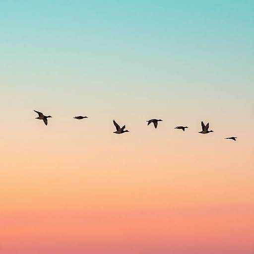 Ducks Flying at Sunset Migration