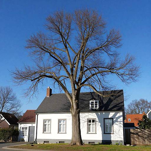 Photorealistic Daytime House with Bare Tree