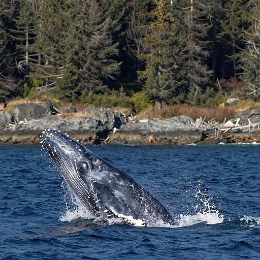 Majestic Canuck Whale Breaching Scene