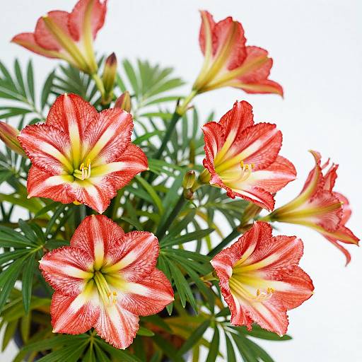 Vibrant Red and White Striped Lilies