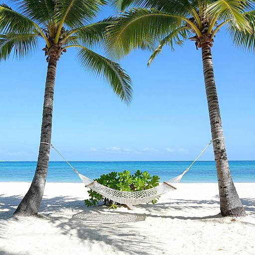 Photograph of a tropical beach with two tall palm trees, a white hammock strung between them, and clear blue ocean.
