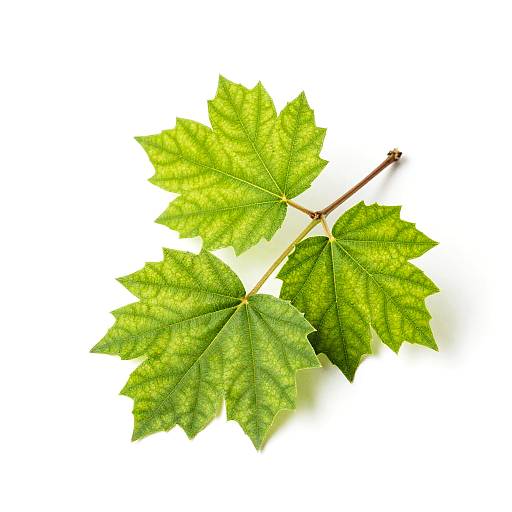 Close-Up Green Leafy Branch Photo