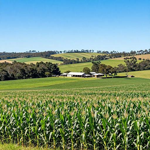 Photograph of a vibrant green cornfield in the foreground, leading to a white farmhouse with red roofs, set against rolling hills and a clear blue sky