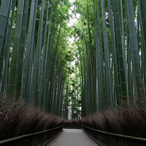 Serene Kyoto Bamboo Forest