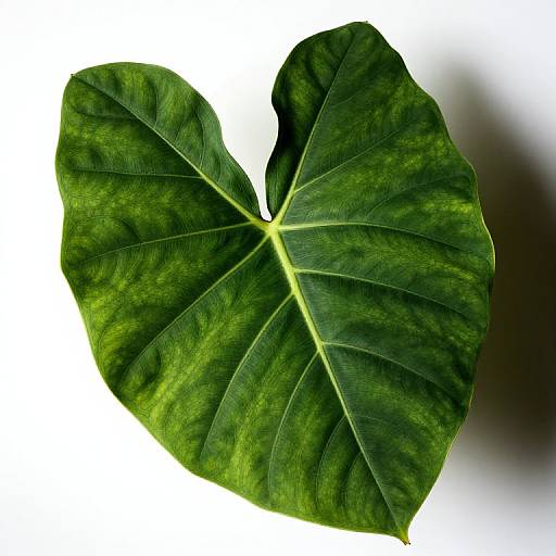 Detailed Tropical Leaf Botanical Study
