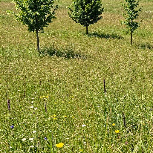 Sunny Meadow with Wildflowers and Trees