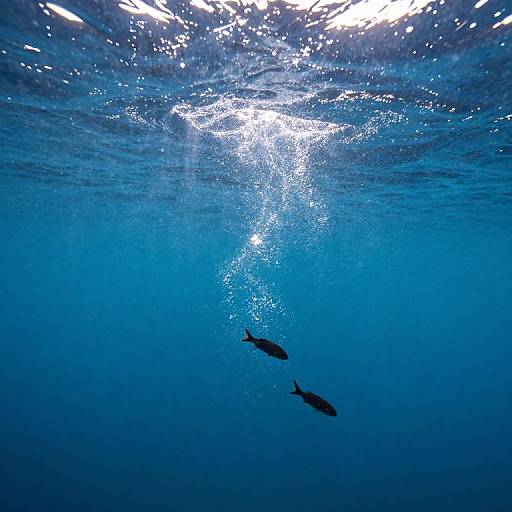 Underwater photograph of three dark silhouetted fish swimming downward in clear blue ocean, with sunlight beams illuminating water surface above.