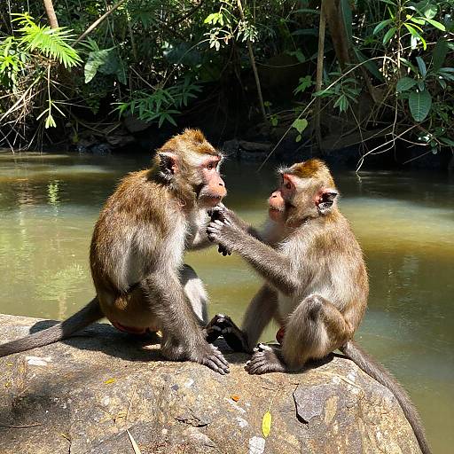 Playful Monkeys by Jungle River