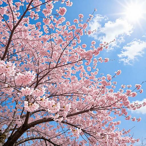 Photograph of a cherry blossom tree with pink flowers against a bright blue sky and white clouds, taken from a low angle.