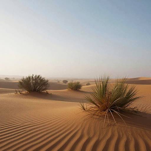 Surreal Misty Desert Dawn