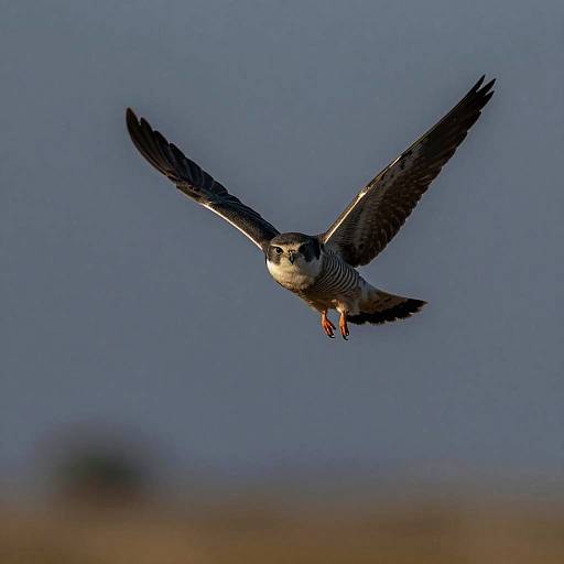 Majestic Nighthawk in Twilight Flight
