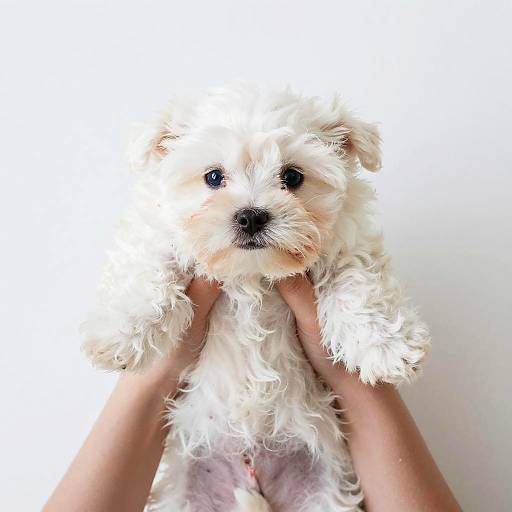 Blurry Overhead Photo of Fluffy Dog
