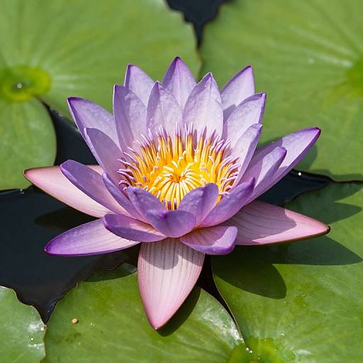 Hyperrealistic Waterlily in Bloom