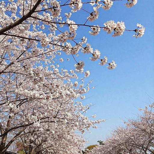 Photograph of cherry blossom trees with white flowers against a bright blue sky, taken from a low upward angle.