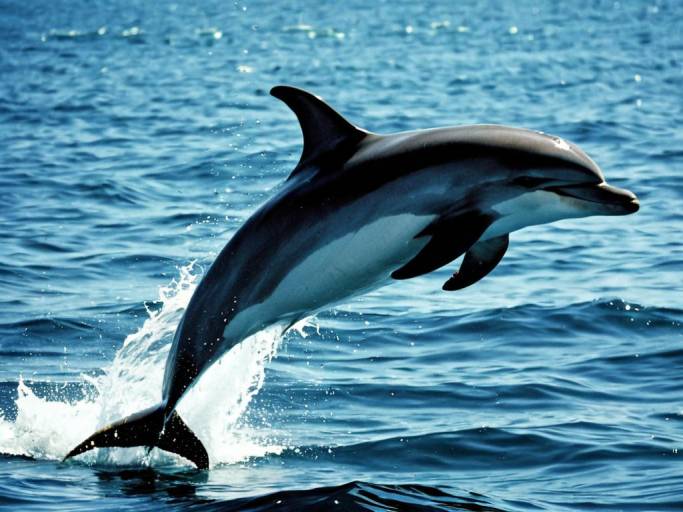 Vibrant Dolphin Jumping Wallpaper Design