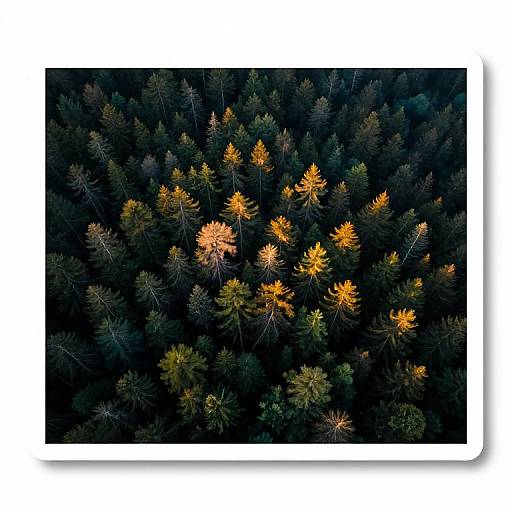 Aerial photograph of a dense forest with dark green trees, contrasting with bright orange-yellow leaves scattered throughout, creating a vibrant, textured pattern against the dark
