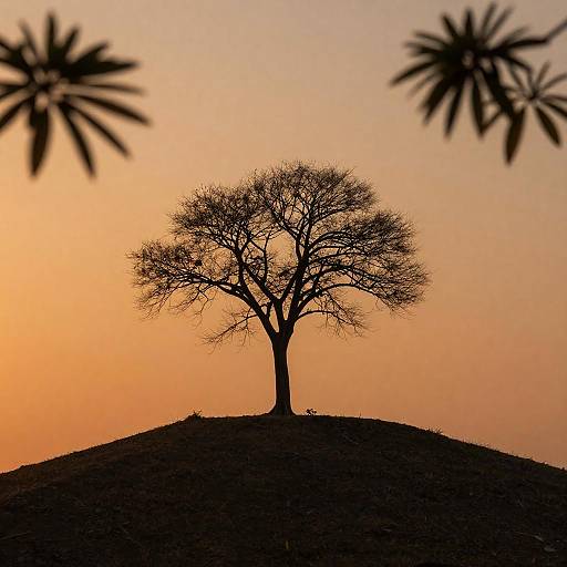 Solitary Tree on Hill at Sunset