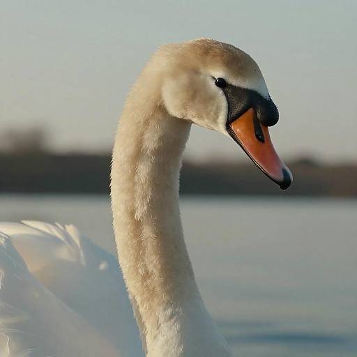 Close-up of Swan at Golden Hour