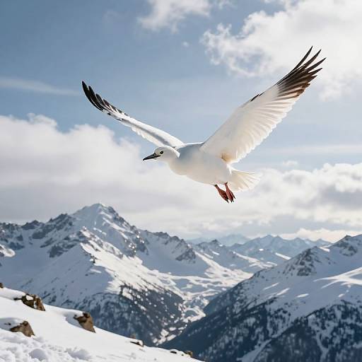 Majestic White Bird Over Snowy Mountains