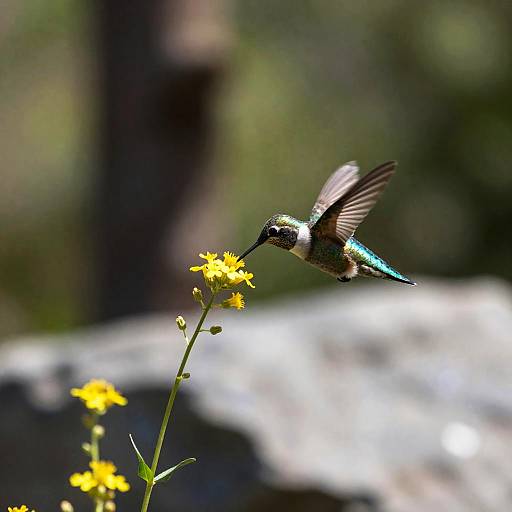 Hummingbird Feeding on Yellow Wildflower
