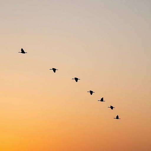 Photograph of a V-shaped flock of birds silhouetted against a gradient sunset sky, transitioning from yellow at the bottom to pale blue at the