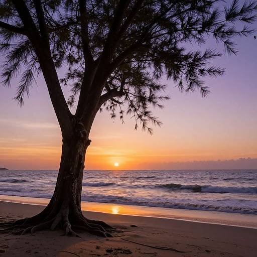Photograph of a silhouetted tree on a sandy beach at sunset, with vibrant orange, pink, and purple sky, and gentle waves.