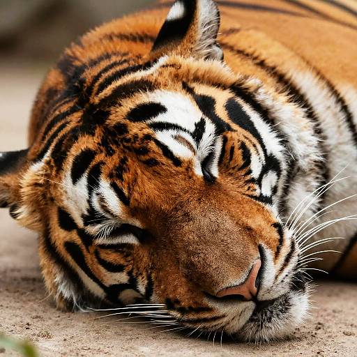 Peaceful Sleeping Tiger Close-Up