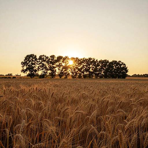 Golden Wheat Field at Dusk