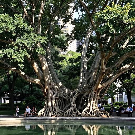 Photograph of large, intertwined tree roots with extensive, gnarled trunks, reflected in a calm water pool, surrounded by lush greenery and