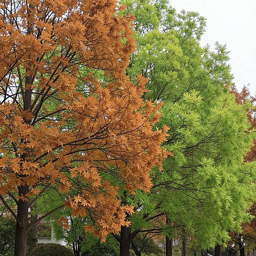 Trees with Perpetual Jet Lag Foliage