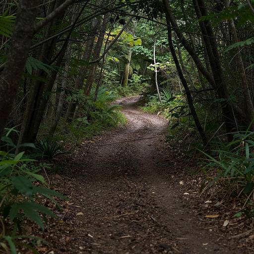 Dark Forest Trail with Diagonal Perspective