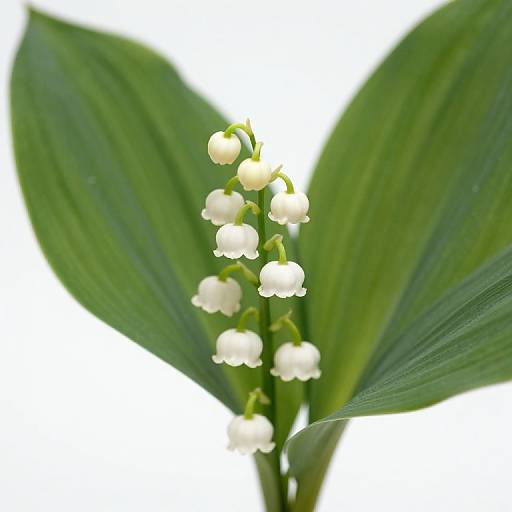 Delicate Lily of the Valley Bloom