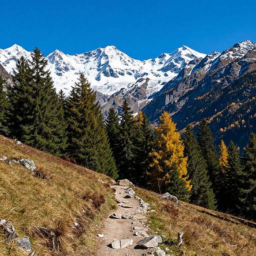 Photograph of a rocky mountain trail leading to a forest of evergreens and a single yellow autumn tree, with snow-capped peaks and a vibrant blue