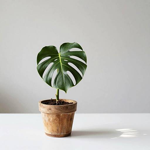 Monstera Leaf in Rustic Wooden Pot