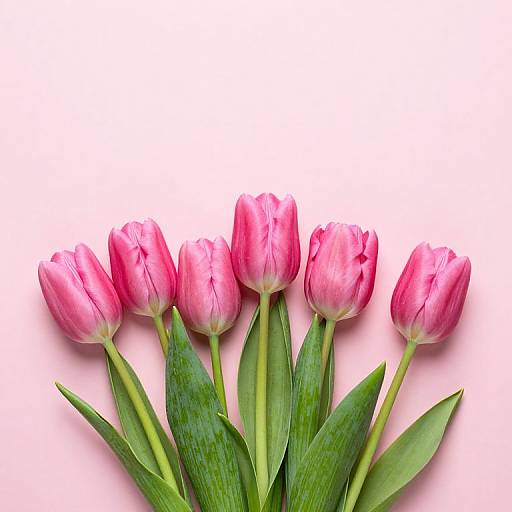Pink Tulip Bouquet on Pastel Background